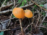 Entoloma quadratum image