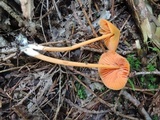 Entoloma quadratum image