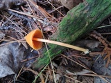Entoloma quadratum image