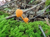 Entoloma quadratum image