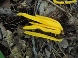 Clavulinopsis fusiformis image