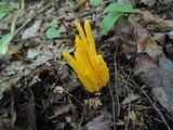 Clavulinopsis fusiformis image