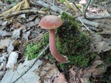 Austroboletus gracilis image