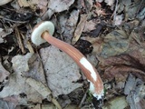 Austroboletus gracilis image