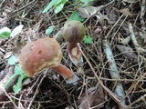Austroboletus gracilis image