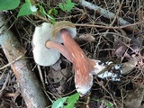 Austroboletus gracilis image