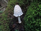 Coprinopsis variegata image