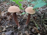 Aureoboletus russellii image