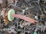 Aureoboletus russellii image