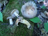 Lactarius speciosus image