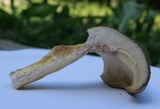 Lactarius speciosus image