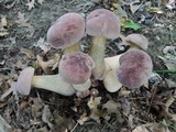 Tylopilus rubrobrunneus image