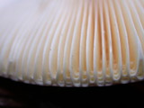 Russula olivacea image