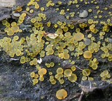 Orbilia delicatula image