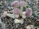 Tylopilus rubrobrunneus image