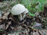 Boletus pallidus image