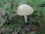 Boletus pallidus image