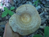 Lactarius speciosus image