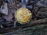 Suillus americanus image