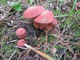 Suillus spraguei image