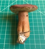 Tylopilus ferrugineus image