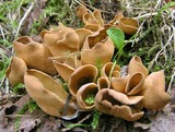 Image of Otidea papillata