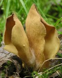 Otidea papillata image