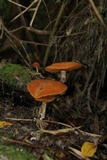 Gymnopilus chilensis image