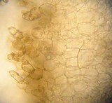 Otidea papillata image
