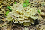 Meripilus sumstinei image