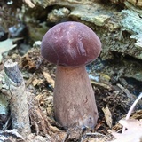 Tylopilus rubrobrunneus image