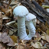 Hypomyces hyalinus image
