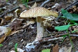 Hypomyces hyalinus image