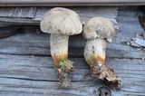 Retiboletus griseus image