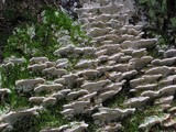 Oxyporus populinus image