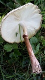 Leucoagaricus americanus image