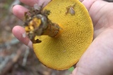 Suillus grevillei image