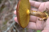 Suillus grevillei image