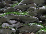 Oxyporus populinus image
