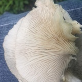 Pleurotus pulmonarius image
