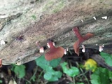 Dacryopinax elegans image