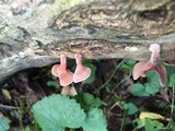 Dacryopinax elegans image