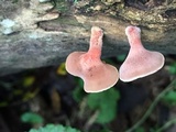 Dacryopinax elegans image