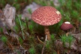 Suillus spraguei image
