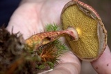 Suillus spraguei image