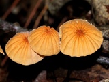 Marasmius siccus image