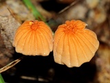 Marasmius siccus image
