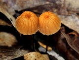 Marasmius siccus image