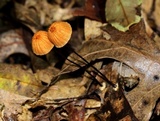 Marasmius siccus image