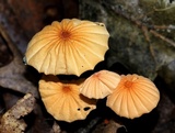 Marasmius siccus image